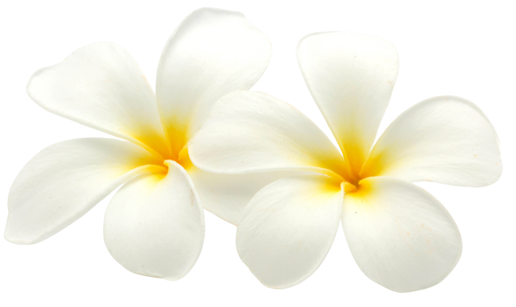 ดอกลีลาวดี