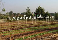 รูปภาพ : สมเด็จพระเทพรัตนราชสุดาฯ สยามบรมราชกุมารี เสด็จพระราชดำเนินทอดพระเนตรการดำเนินงานโครงการพัฒนาพันธุ์พืชของมทร.ล้านนา ณ ศูนย์พัฒนาพันธุ์พืชจักรพันธ์เพ็ญศิริ จ.เชียงราย