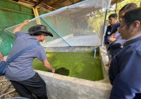 Image : มทร.ล้านนา เชียงราย ลงพื้นที่ให้คำปรึกษาเกษตรกรเพาะเลี้ยงไข่ผำในจังหวัดเชียงราย