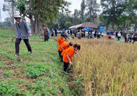 รูปภาพ : กลุ่มแผนงานใต้ร่มพระบารมี จัดกิจกรรม นาปันสุข เฉลิมพระเกียรติเกี่ยวข้าวเพื่อแผ่นดิน  สืบสาน รักษา ต่อยอด ด้านการพัฒนาการเกษตร ณ ศูนย์เรียนรู้เศรษฐกิจพอเพียง มทร.ล้านนา (ดอยสะเก็ด)
