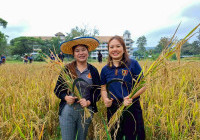 รูปภาพ : กลุ่มแผนงานใต้ร่มพระบารมี จัดกิจกรรม นาปันสุข เฉลิมพระเกียรติเกี่ยวข้าวเพื่อแผ่นดิน  สืบสาน รักษา ต่อยอด ด้านการพัฒนาการเกษตร ณ ศูนย์เรียนรู้เศรษฐกิจพอเพียง มทร.ล้านนา (ดอยสะเก็ด)