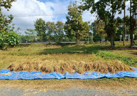 รูปภาพ : กลุ่มแผนงานใต้ร่มพระบารมี จัดกิจกรรม นาปันสุข เฉลิมพระเกียรติเกี่ยวข้าวเพื่อแผ่นดิน  สืบสาน รักษา ต่อยอด ด้านการพัฒนาการเกษตร ณ ศูนย์เรียนรู้เศรษฐกิจพอเพียง มทร.ล้านนา (ดอยสะเก็ด)