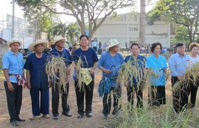 รูปภาพ : กิจกรรม“รวมแรงสามัคคี สืบสานประเพณีลงแขกเกี่ยวข้าว”