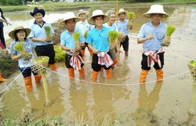 รูปภาพ : มทร.ล้านนา ลำปาง จัดกิจกรรมรับขวัญน้องใหม่ ราชมงคลร่วมใจ สานสายใย ปลูกข้าววันแม่ เก็บเกี่ยววันพ่อ สานต่อวัฒนธรรม” 