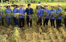 รูปภาพ : มทร.ล้านนา ลำปาง จัดกิจกรรม “ราชมงคลร่วมใจ สานสายใย ปลูกข้าววันแม่ เก็บเกี่ยววันพ่อ สานต่อวัฒนธรรม” ประจำปี ๒๕๕๙