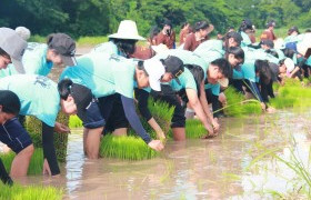 รูปภาพ : ม.เทคโนโลยีราชมงคลล้านนา พิษณุโลก จัดกิจกรรมรับน้องใหม่อย่างสร้างสรรค์ โดยรุ่นพี่พารุ่นน้องปลูกข้าวแบบดำนา 