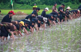 รูปภาพ : ม.เทคโนโลยีราชมงคลล้านนา พิษณุโลก จัดกิจกรรมสร้างสรรค์รับน้องดำนา  