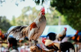 รูปภาพ : แข่งขันไก่ตั้ง (ไก่ต่อ) ในงานเกษตรน่านแฟร์ ครั้งที่ 3 มหกรรมยางพาราท้องถิ่นของดีเขตภาคเหนือ ประจำปี 2563