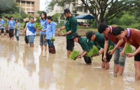 รูปภาพ : พืชศาสตร์ราชมงคลลำปาง จัดโครงการอนุรักษ์สายพันธุ์ข้าว มทร.ล้านนา ลำปาง สร้างจิตสำนึกและความภาคภูมิใจ สานต่อมรดกทางวัฒนธรรมฐานข้าวตามแนวพระราชดำริเศรษฐกิจพอเพียง