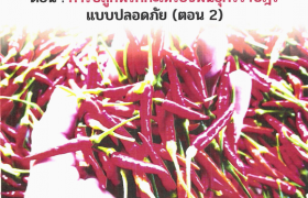 รูปภาพ : ความผูกพันของคนกับพริก ตอนที่ 2