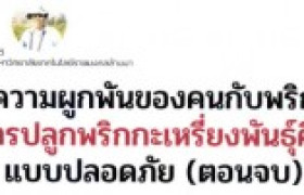 รูปภาพ : ความผูกพันของคนกับพริก ตอนจบ