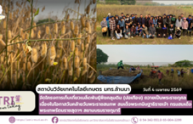 รูปภาพ : สวก. มทร.ล้านนา โครงการเก็บเกี่ยวเมล็ดพันธุ์พืชคลุมดิน (ปอเทือง) ถวายเป็นพระราชกุศลเนื่องในโอกาสวันคล้ายวันพระราชสมภพ สมเด็จพระกนิษฐาธิราชเจ้า กรมสมเด็จพระเทพรัตนราชสุดาฯ สยามบรมราชกุมารี